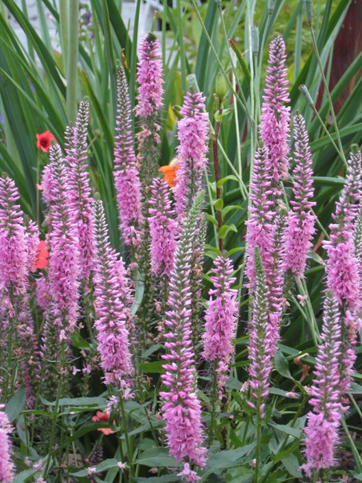 Speedwell How to Grow Veronica Plants Garden Design