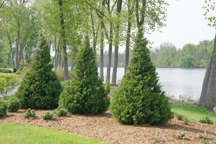 Juniper Shrubs Trees