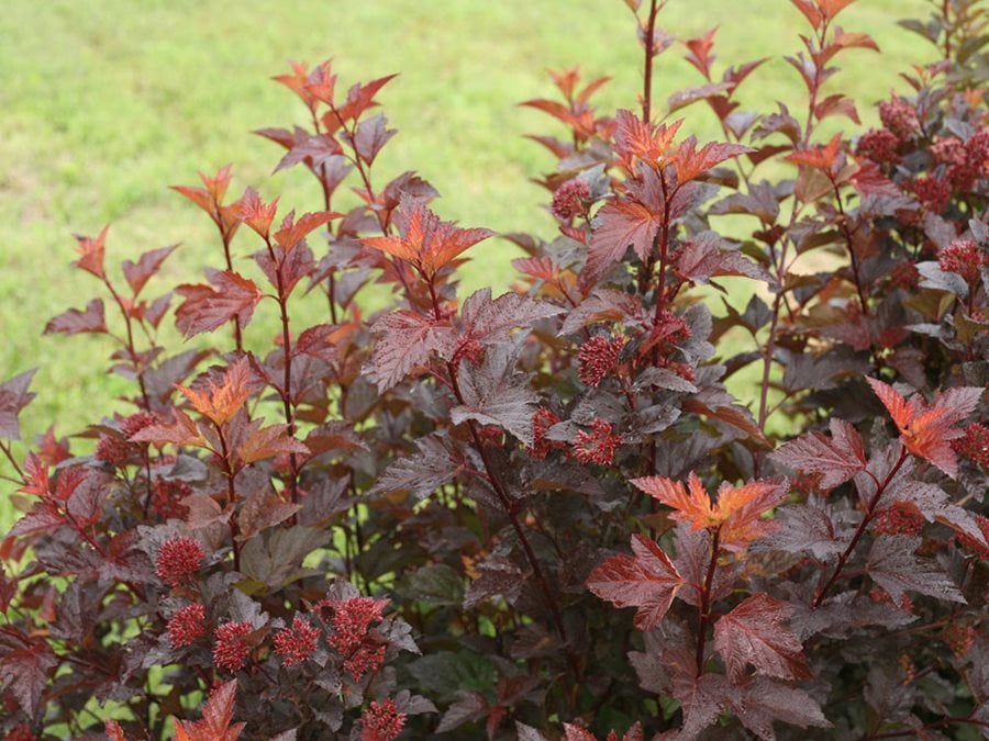 Image of Ninebark plant