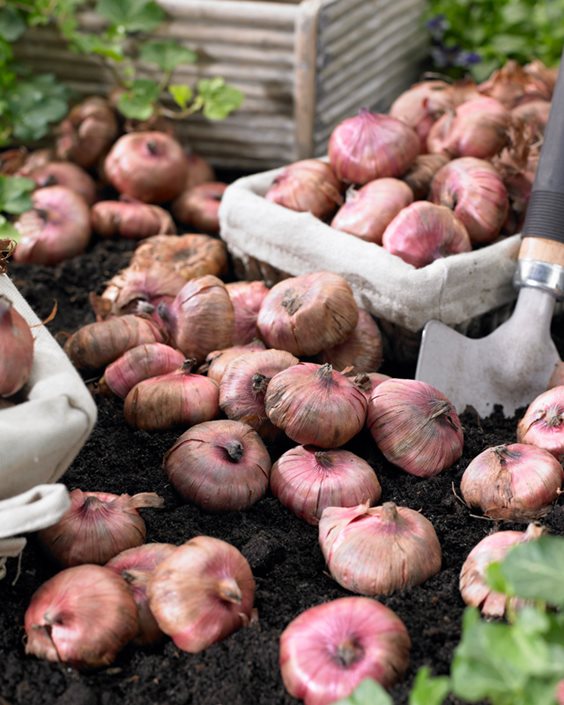 Gladiolus Flowers Planting, Growing & Caring for Glads Garden Design