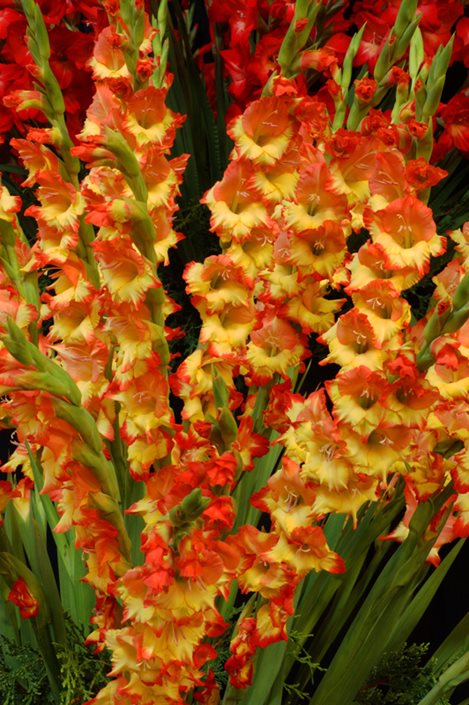 Gladiolus Flowers: Planting, Growing & Caring for Glads