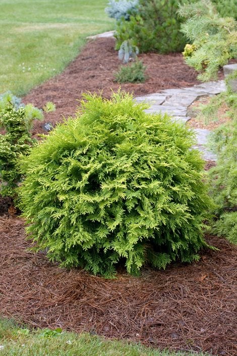 Arborvitae Size Chart