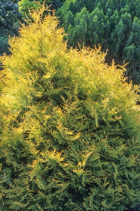 arborvitae tree types care garden design