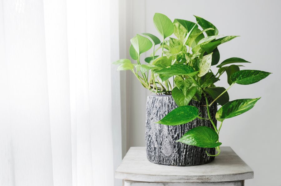 Tips For Displaying Pothos In Different Settings