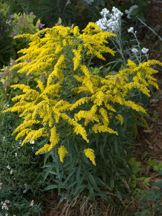 Image of Goldenrod perennial