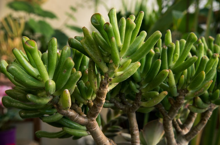 Jade Plant: How to Grow and Care for Jade Plants | Garden Design
