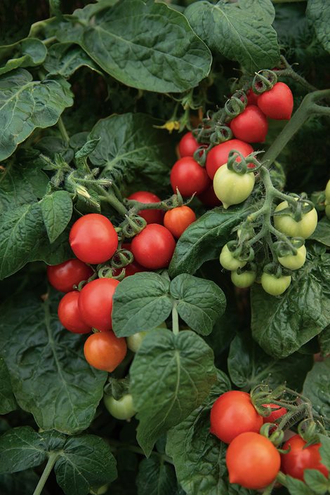 Types of Tomato Plants