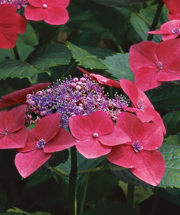 Hydrangea In Garden Design - windowsunity