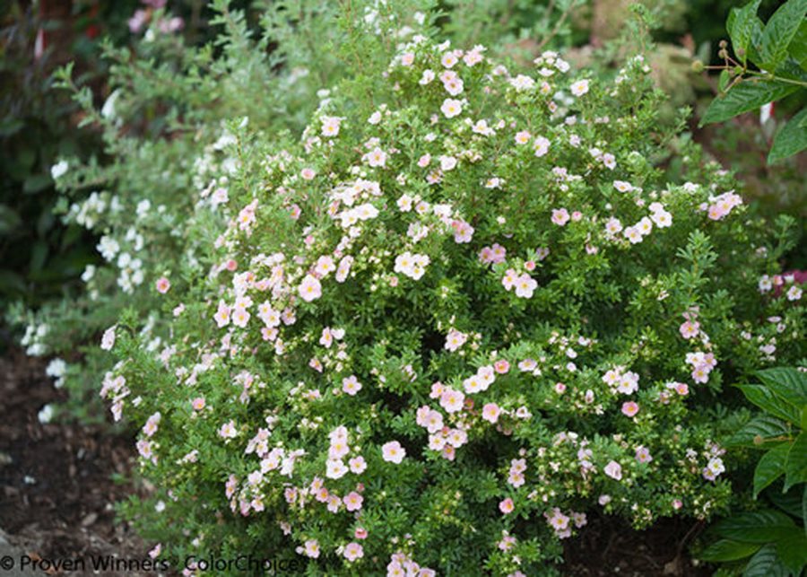 Potentilla How To Grow And Care For Shrubby Cinquefoil Garden Design Potentilla How To Grow And Care For Shrubby Cinquefoil Garden Design