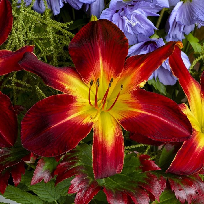throat Daylily deep red