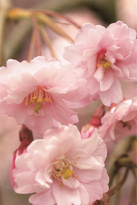 pink cherry blossoms