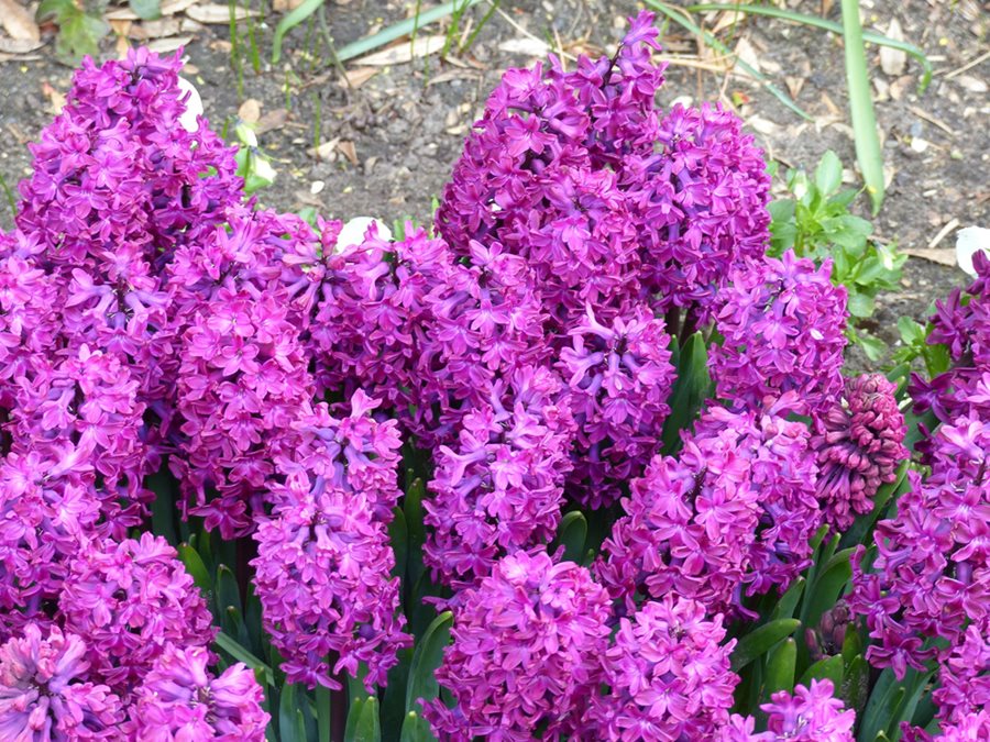 Are Hyacinths Toxic To Cats