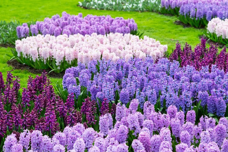 Hyacinths - Grow & Care for Hyacinth Flowers | Garden Design