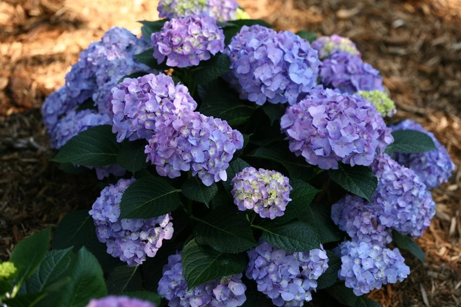 Image of A cluster of blue jangles hydrangea flowers