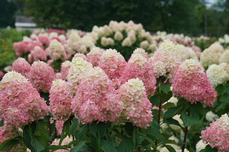 Image of Row of blush hydrangea bushes
