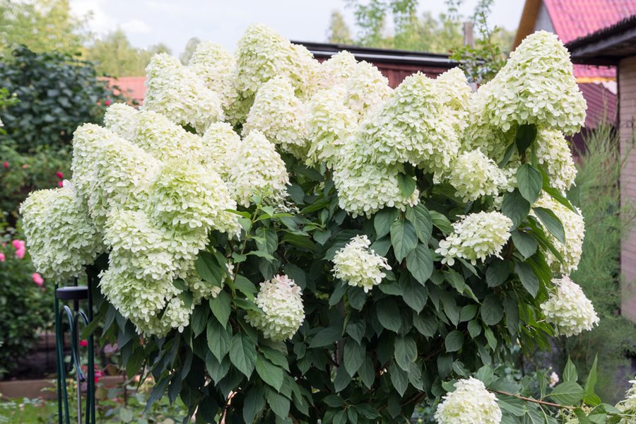 Hydrangea Size Chart