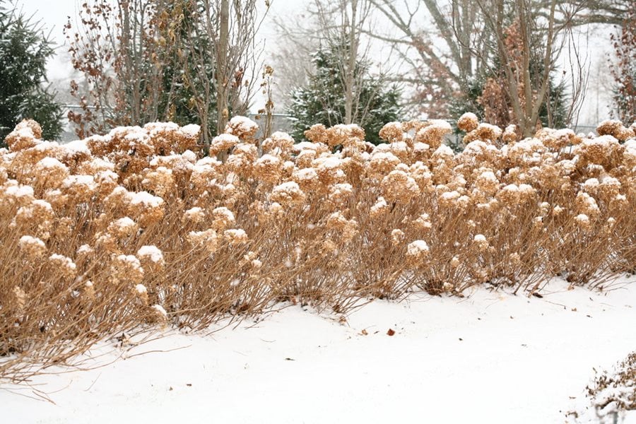 Image of Limelight hydrangea in winter with snow