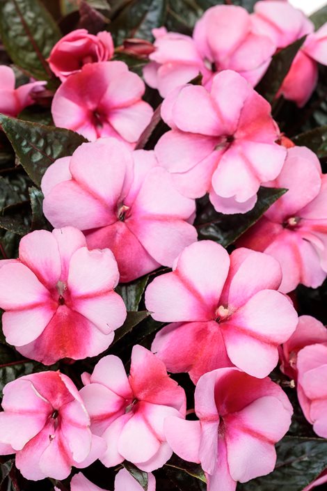 Impatiens – How to Grow and Care for Impatiens Flowers | Garden Design