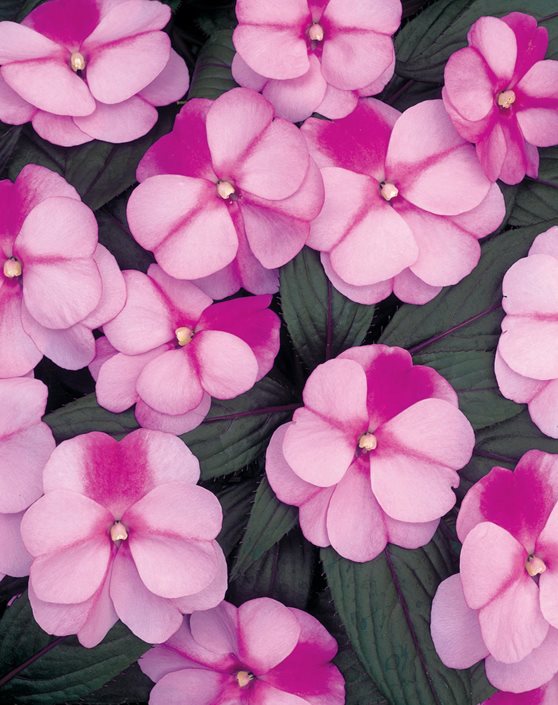 Impatiens How to Grow and Care for Impatiens Flowers Garden Design
