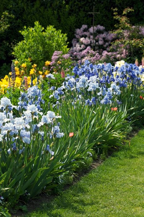 Growing Irises – Planting & Caring | Garden