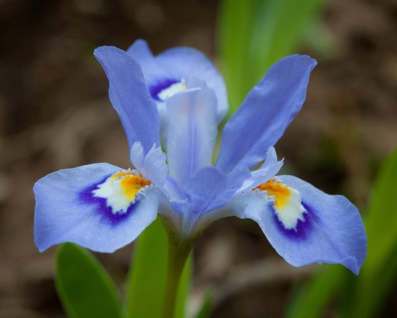 Growing Irises Planting & Caring for Iris Flowers