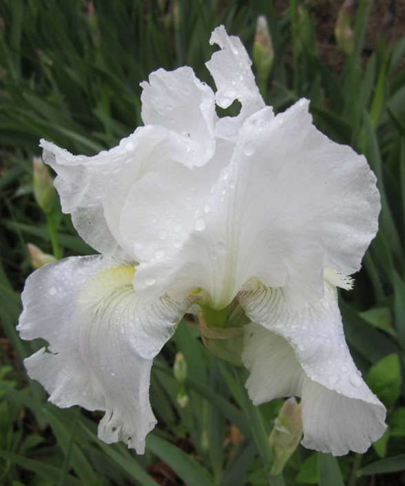 10 Factoids About Iris - White Flower Farm's blog