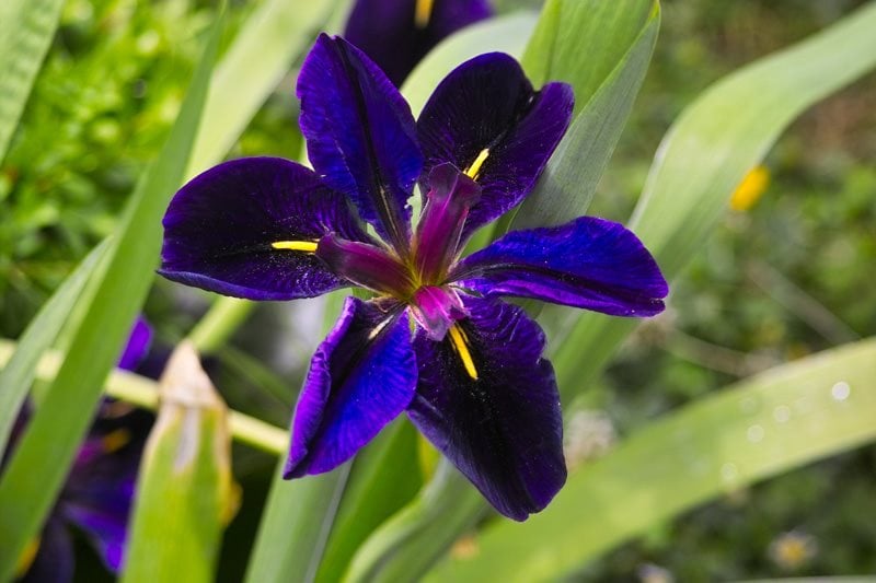 Growing Irises – Planting & Caring for Iris Flowers | Garden Design