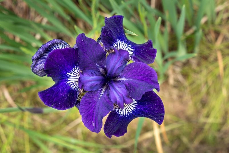 The Iris Flower