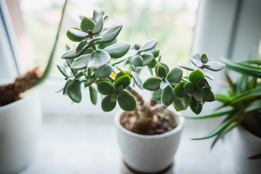 Jade Plant: How to Grow and Care for Jade Plants | Garden Design