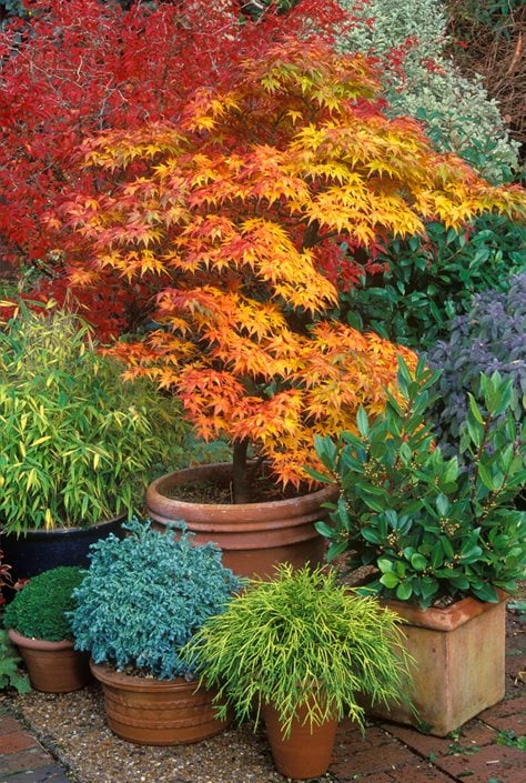 Japanese Maples How To Plant Care And, Japanese Garden Container Plants