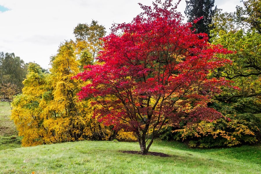 Image of Japanese maple trees