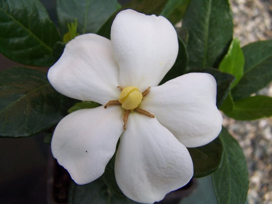 Growing Gardenias: How to Care for Gardenia Plants | Garden Design