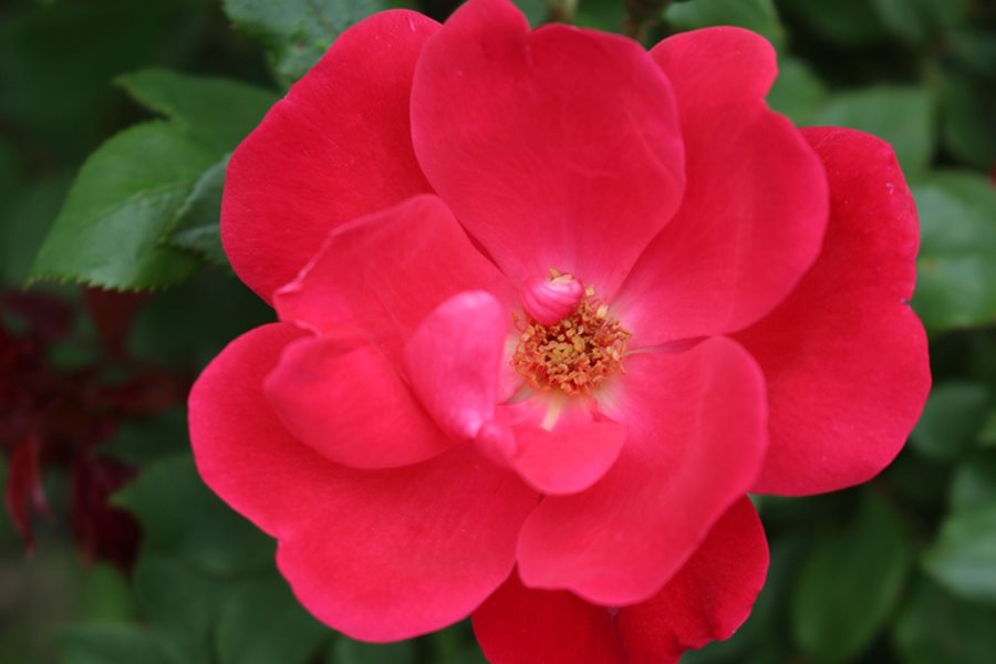 Image of Rosa Knock Out flower close-up