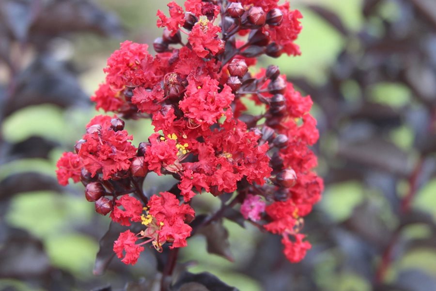 Crape Myrtle Trees - Growing and Care | Garden Design