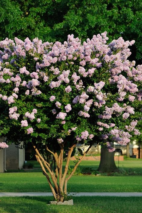 Image of Crape myrtle flowering bush