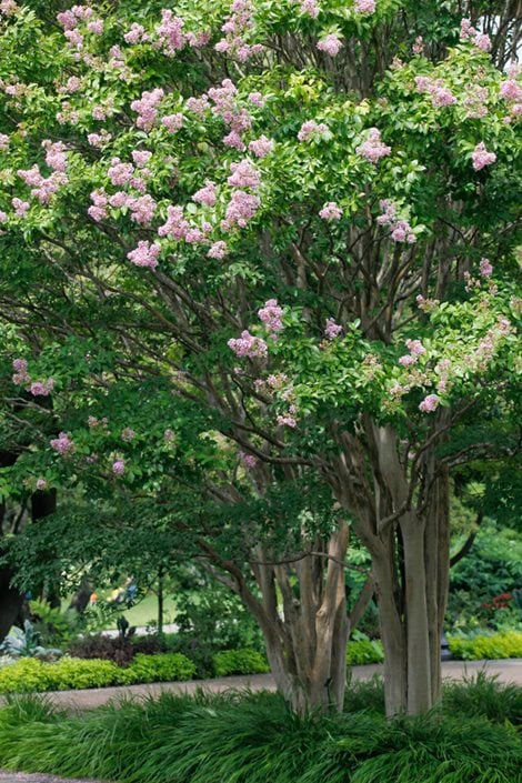 Crape Myrtle Trees Bushes Growing And Care Garden Design