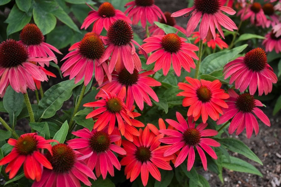 Image of Coneflower (Echinacea) perennials zone 6