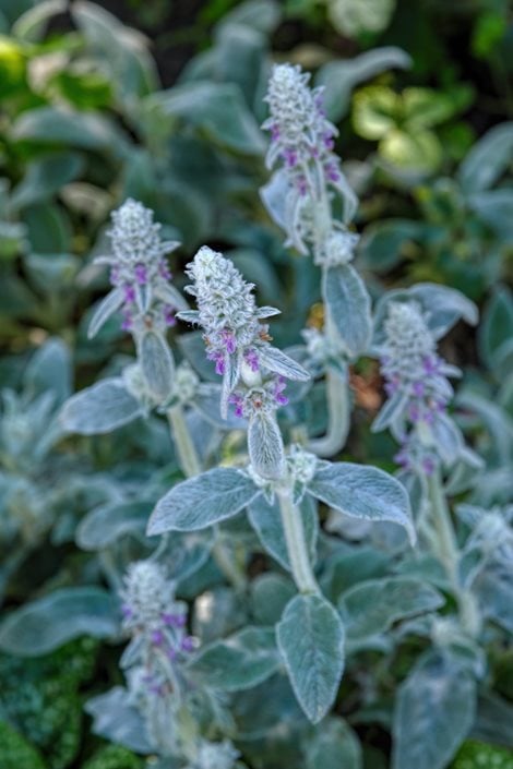 Lambs ear flower online