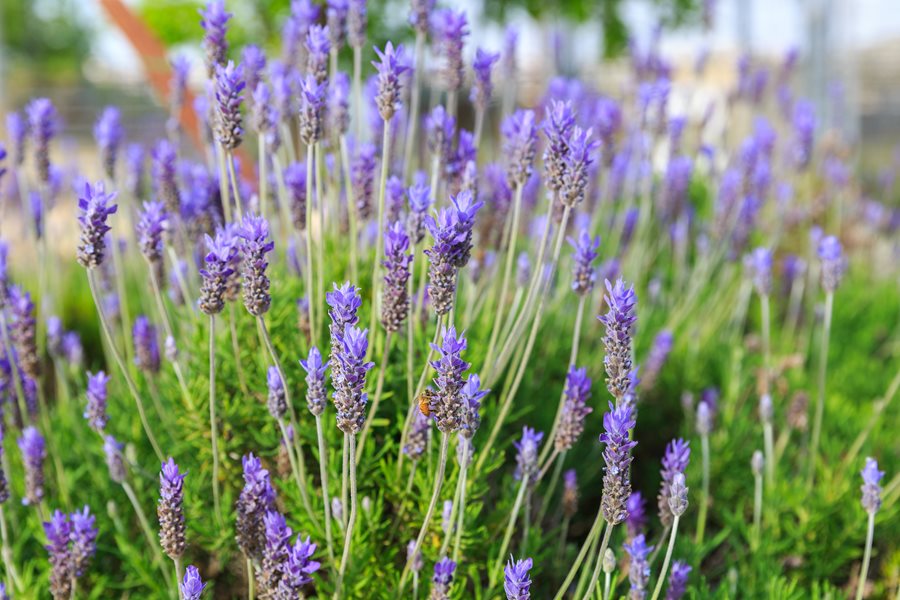 Amazon Com Lavender Plants Amazon Com Lavender Plants