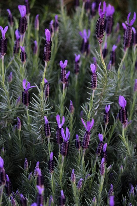 How to Plant, Grow and Care for English Lavender & Other Edible Blooms