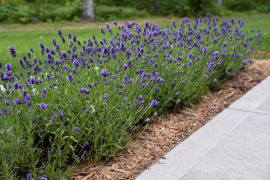 How to Plant and Grow Lavender