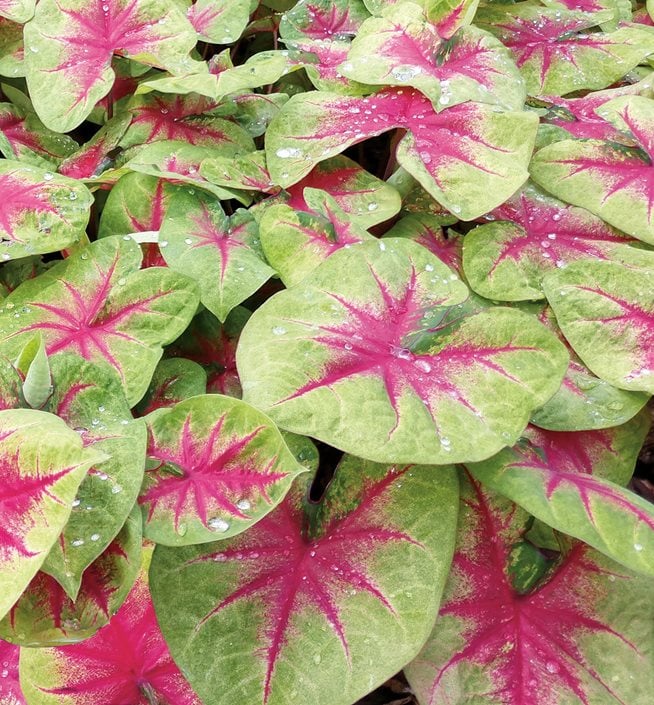 Green caladium store