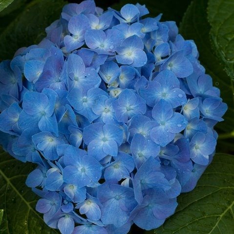 Image of Close-up of a single blue French hydrangea flower