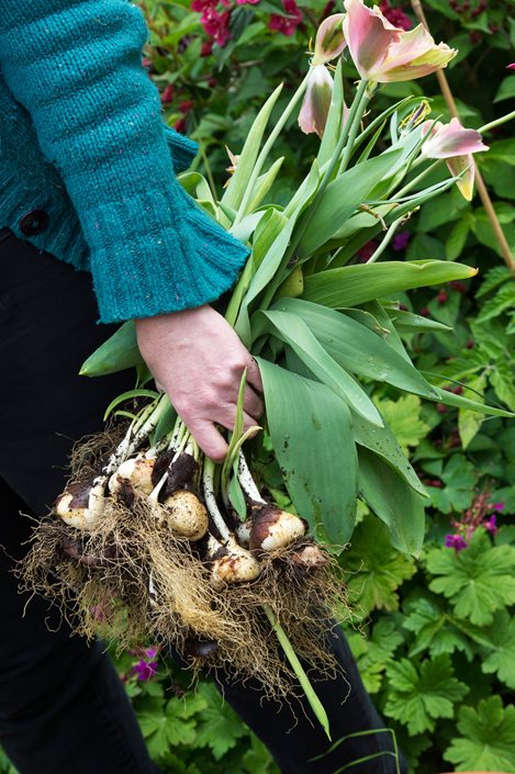 Tulips - Planting & Caring for Tulip Flower Bulbs | Garden ...