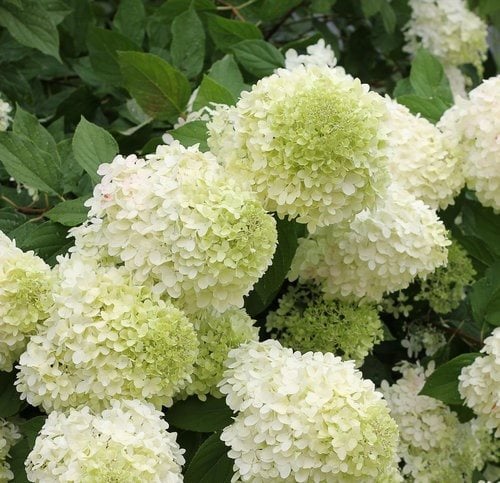 Image of Lime green hydrangea bush in a garden with other flowers