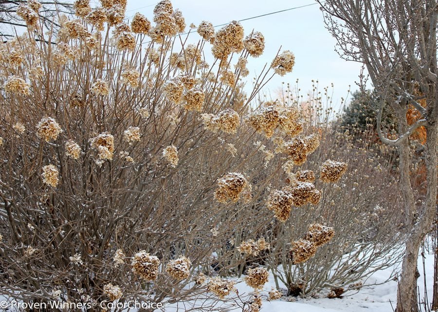 Image of Limelight hydrangea in winter with bare branches