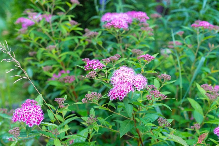 Spirea How To Grow And Care For Spirea Bushes Garden Design