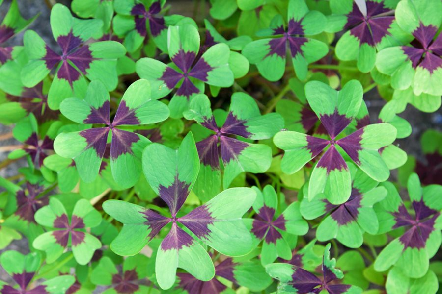 Oxalis Regnellii Lucky Green Shamrock Bulbs – Easy Perennial – Love Plant Rhizomes