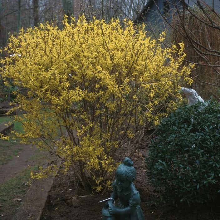 Image of Weeping forsythia in a woodland garden