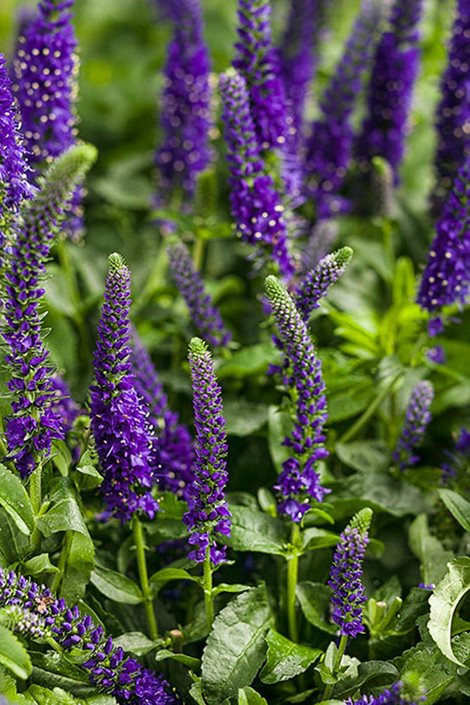 Speedwell – How to Grow Veronica Plants | Garden Design